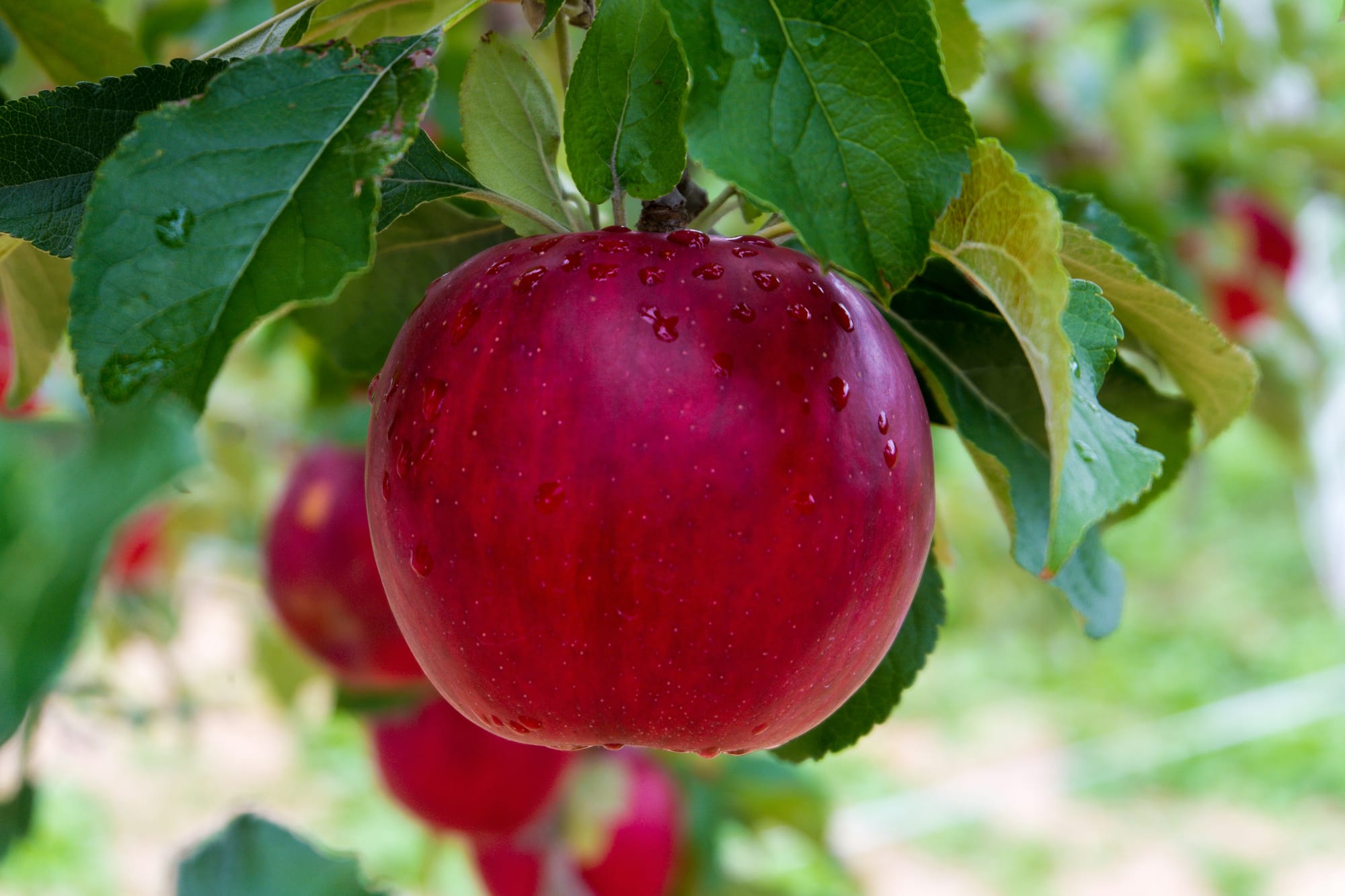 A ripe, crimson apple hangs from a tree. 